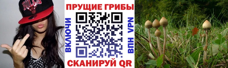наркотики Шиханы Псилоцибиновые грибы Cubensis